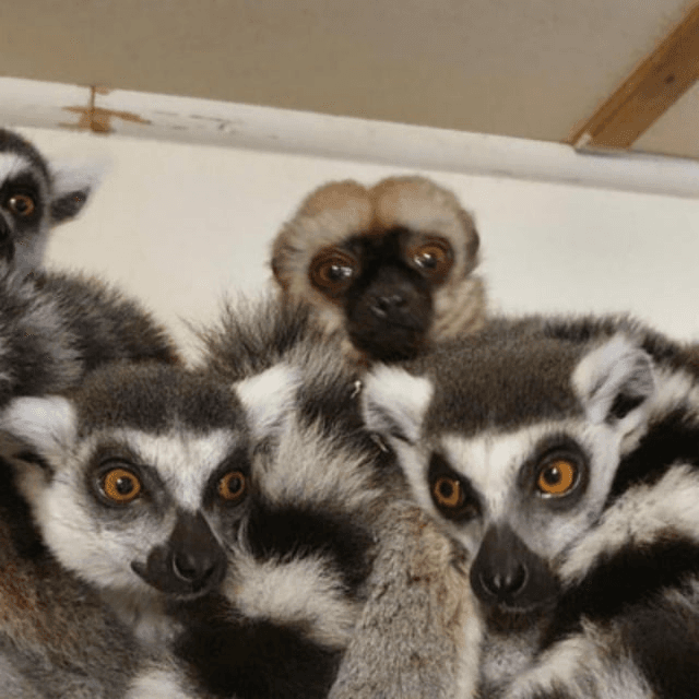 Mr. Lemur's avatar
